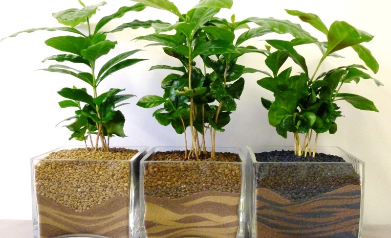 Как выращивать комнатное растение кофе арабика в домашних условиях