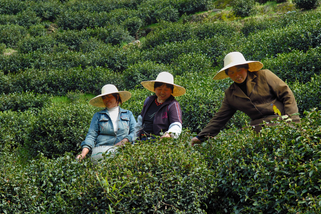 Чай Хайнань: родина напитка и его выращивание