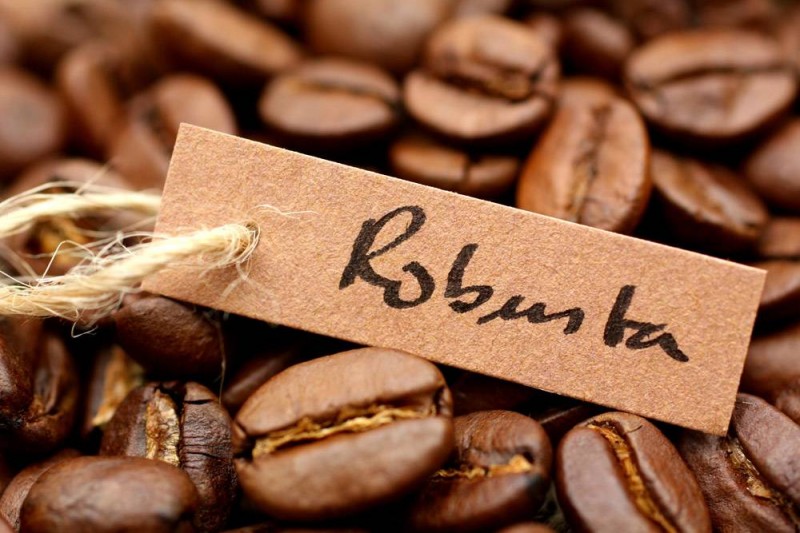 Кофе робуста: особенности вида и отличия от арабики