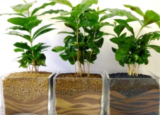 Как выращивать комнатное растение кофе арабика в домашних условиях