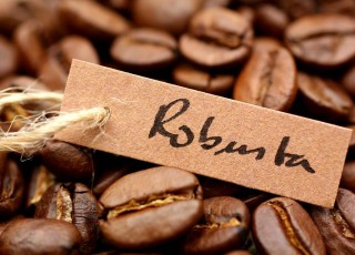 Кофе робуста: особенности вида и отличия от арабики