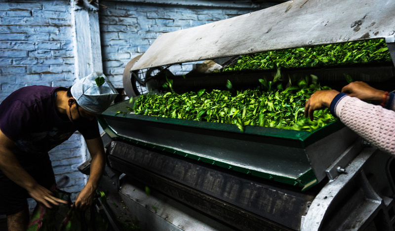 Сушка чайных листьев