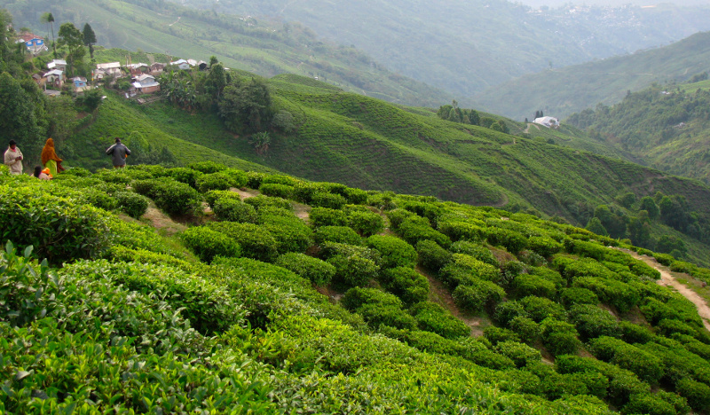 Плантации чая дарджилинг