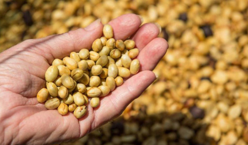 Зерна пиберри