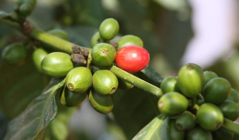 Ягода кофе