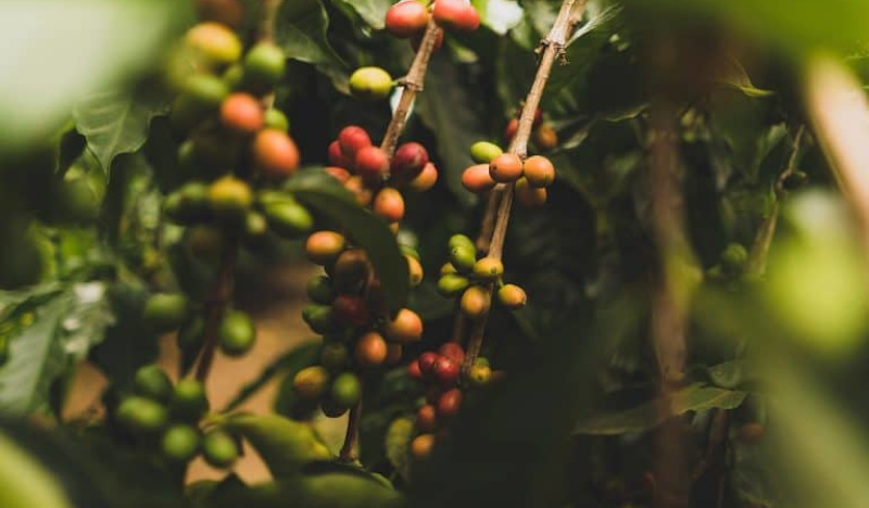 Куст пиберри