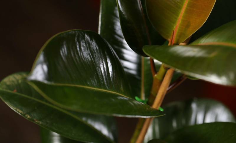 Здоровый фикус