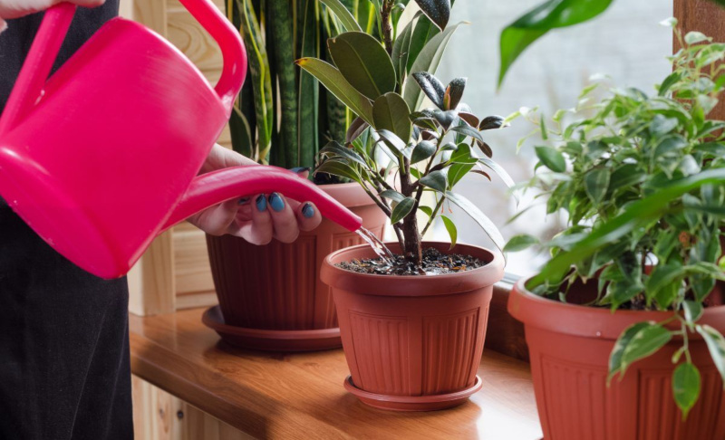Полив фикуса