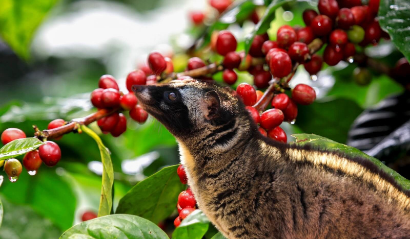 Лювак есть кофе