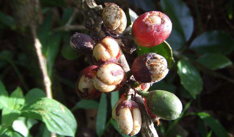 Ягоды кофе на дереве