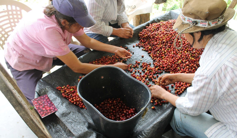 Переработка ягод кофе « width=»800
