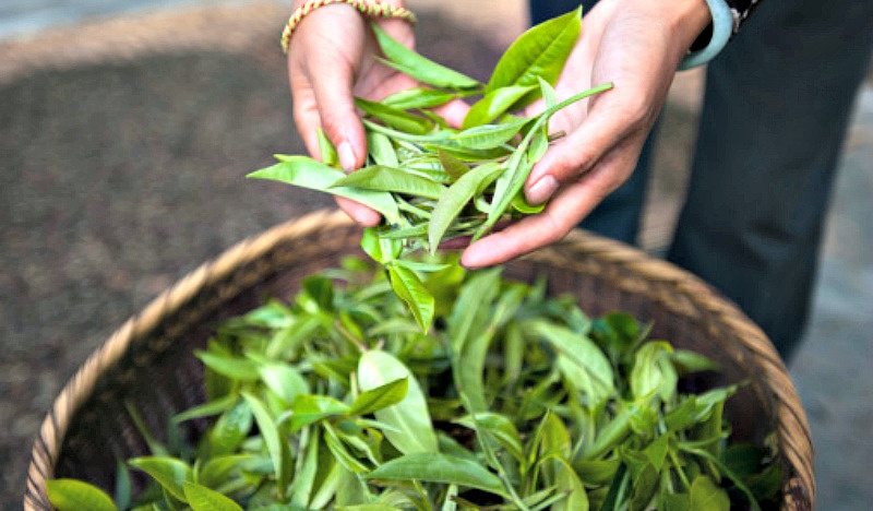 Свежий китайский чай